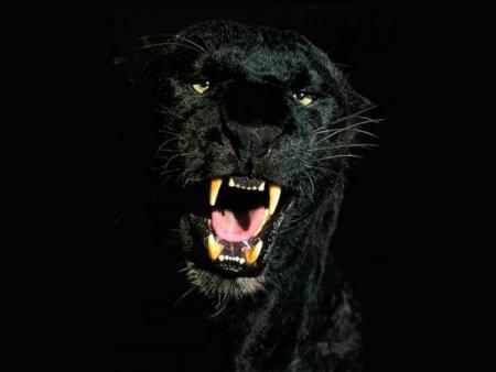 Chat alors...